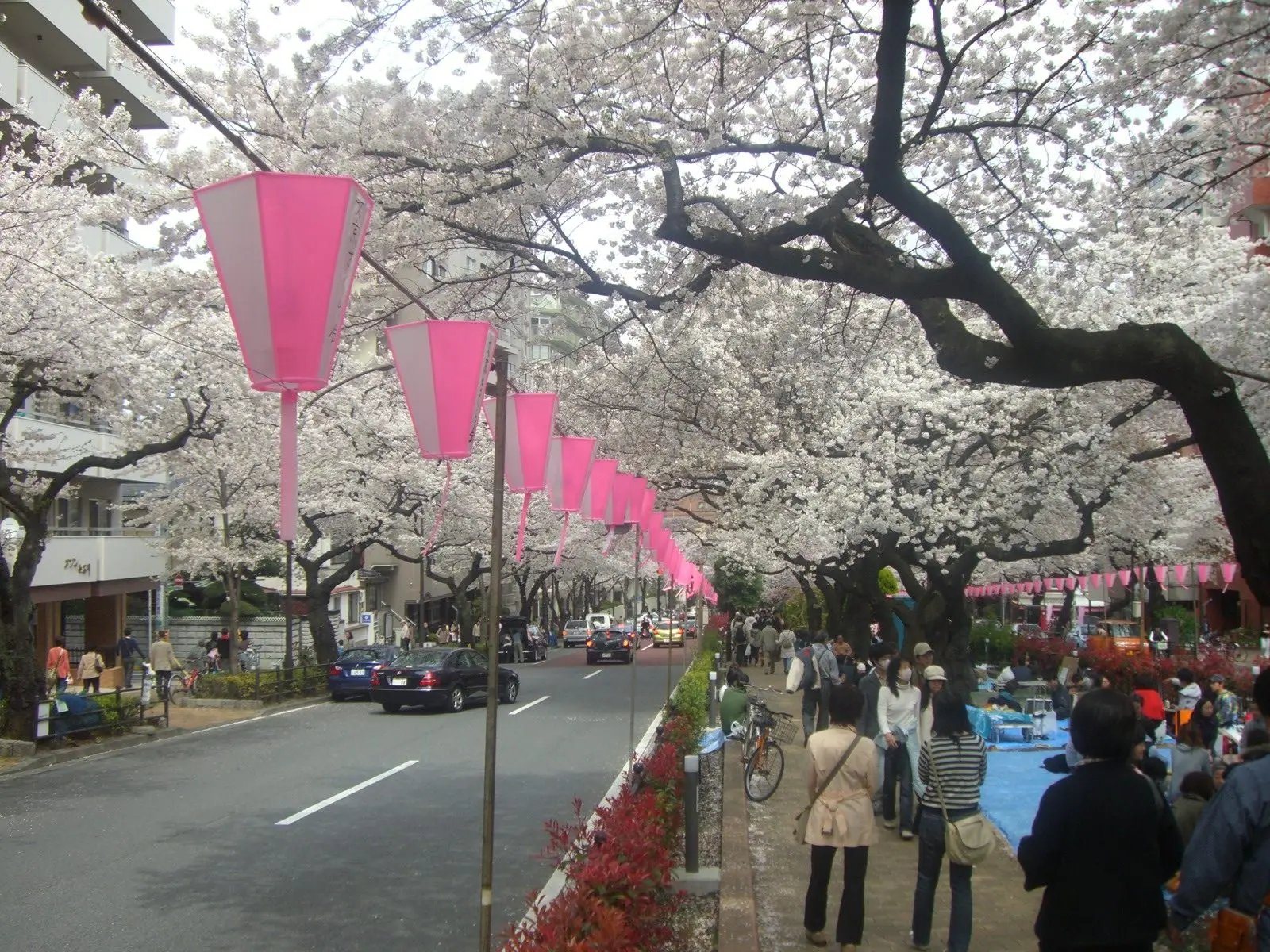 🌸 하리마자카 벚나무 가로수(하리마자카 사쿠라나미키) 이미지 7
